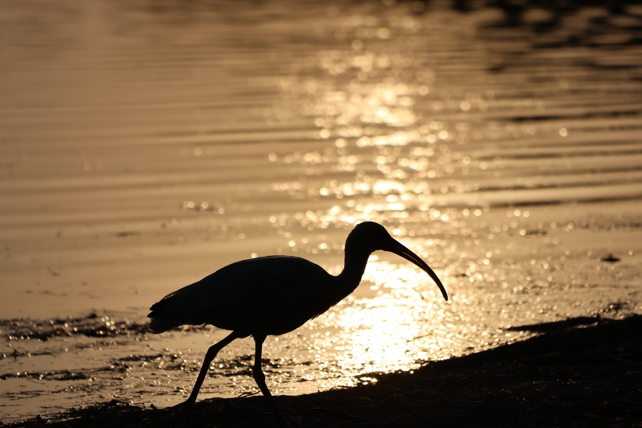 Golden Silhouette A bird walks along a sunlit shore in Tarpon Springs Florida.